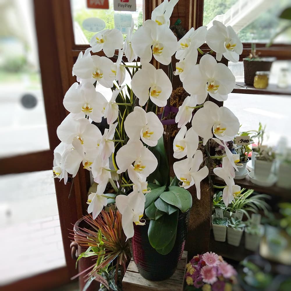 移転・開業のお祝い