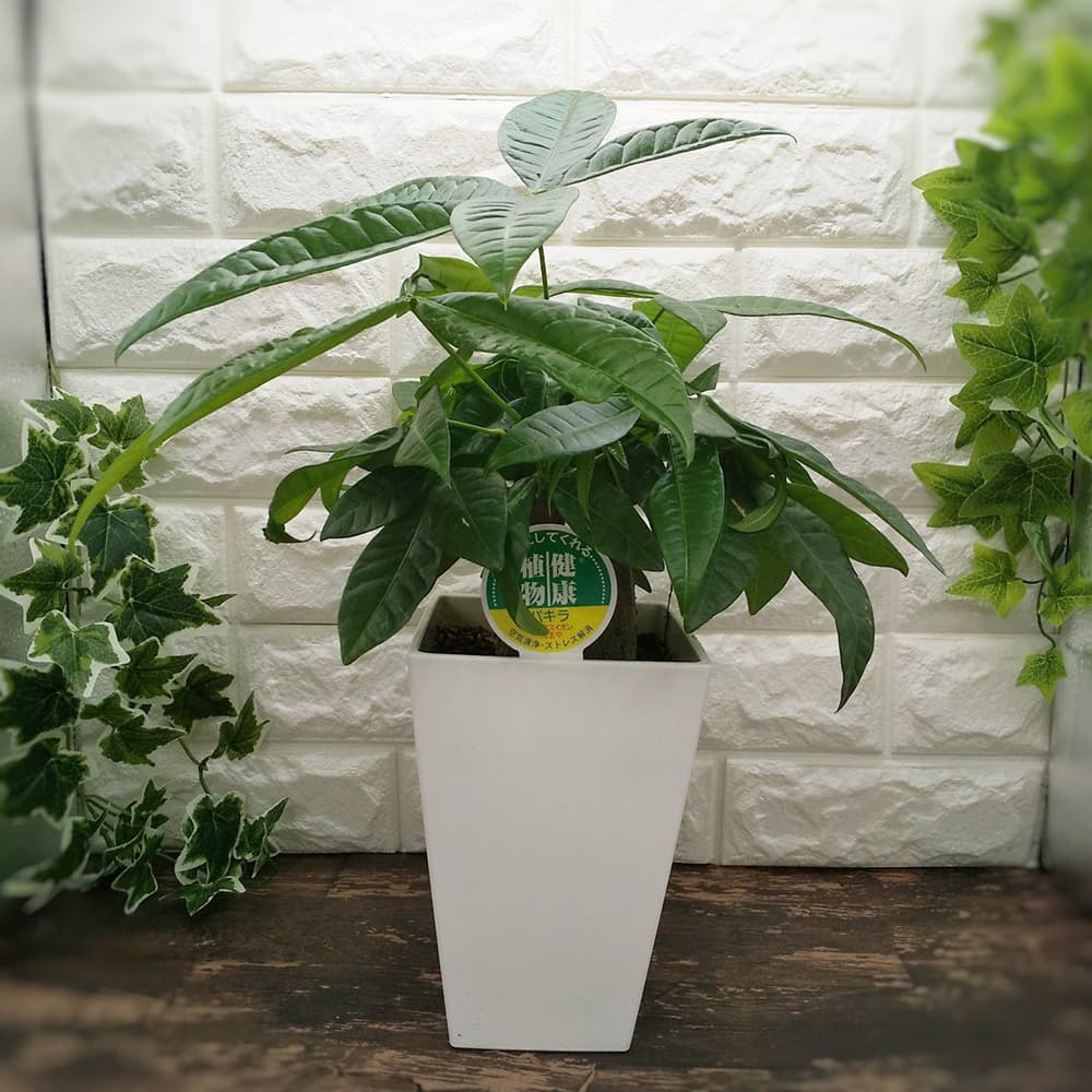 オフィスグリーン